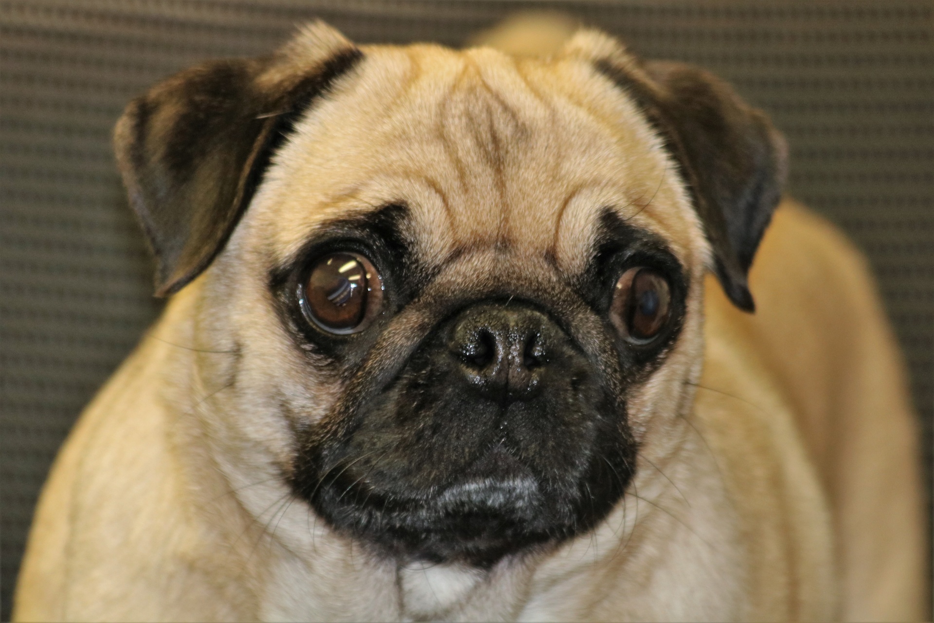 Close-up of the wrinkled face of a cute little pug dog, on a blurred dark background.