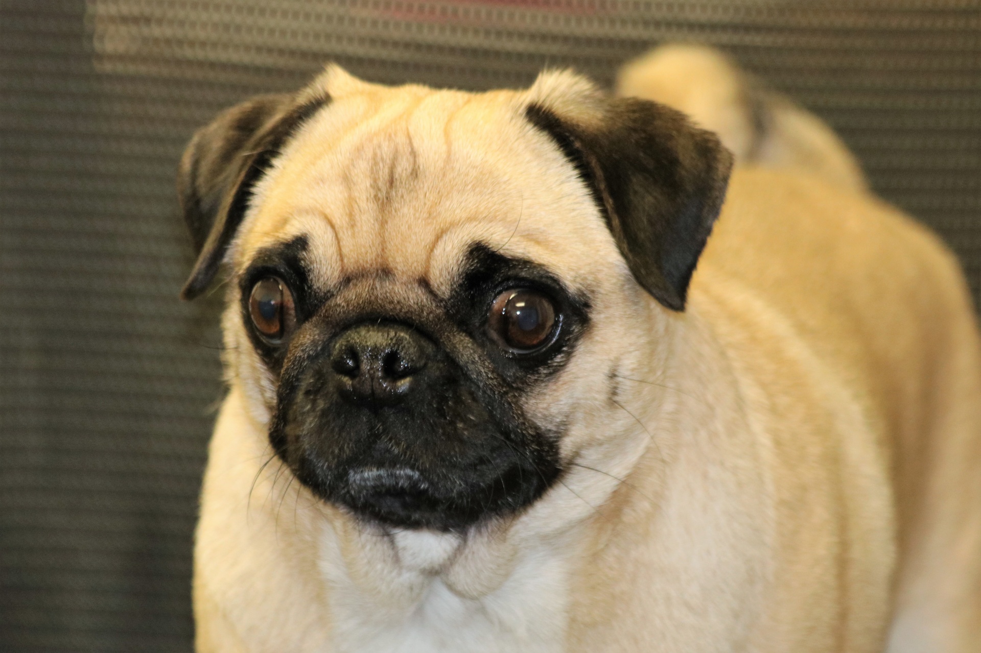 Portrait shot of a cute little pug dog with tan body and black face and ears, on a blurred gray background.