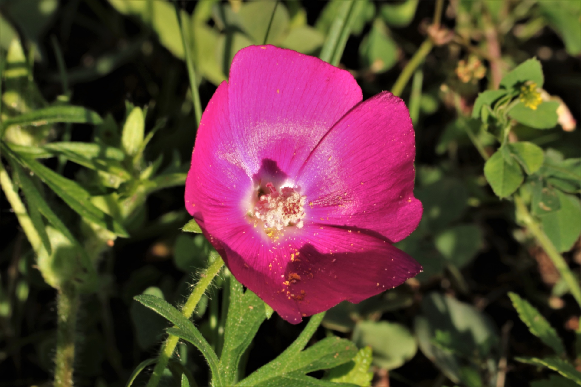 Close-up of a dark purple poppy mallow wildflower with green leaves in the background.
