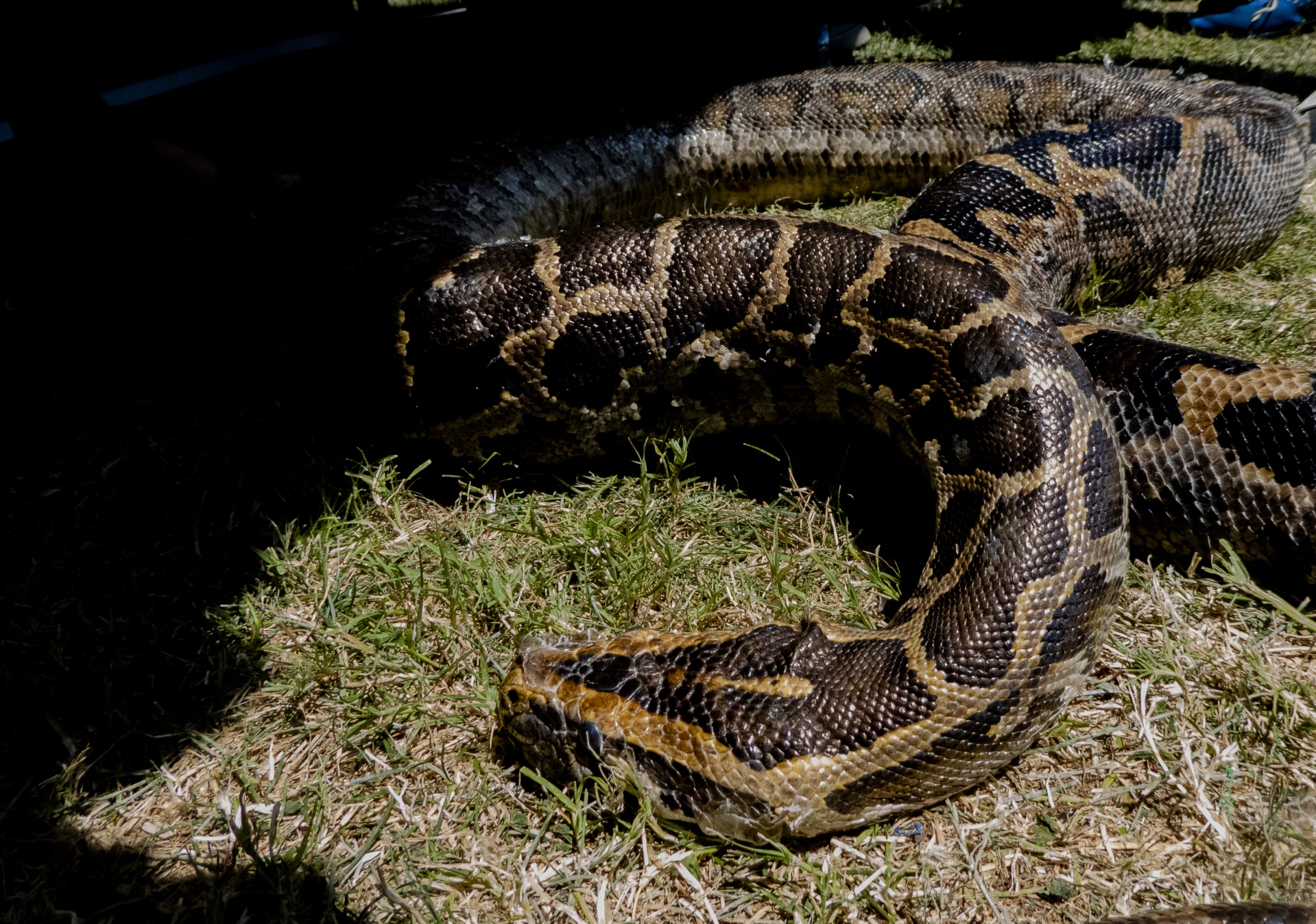 30 Year old Python warming itself in the grass