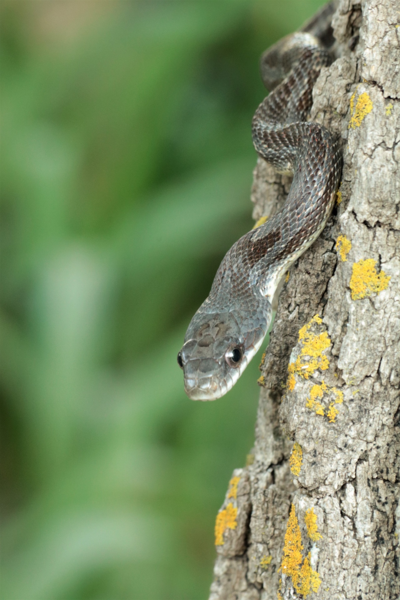 Close-up of a young black rat snake as it climbs up the side of an oak tree, on a blurred green background.