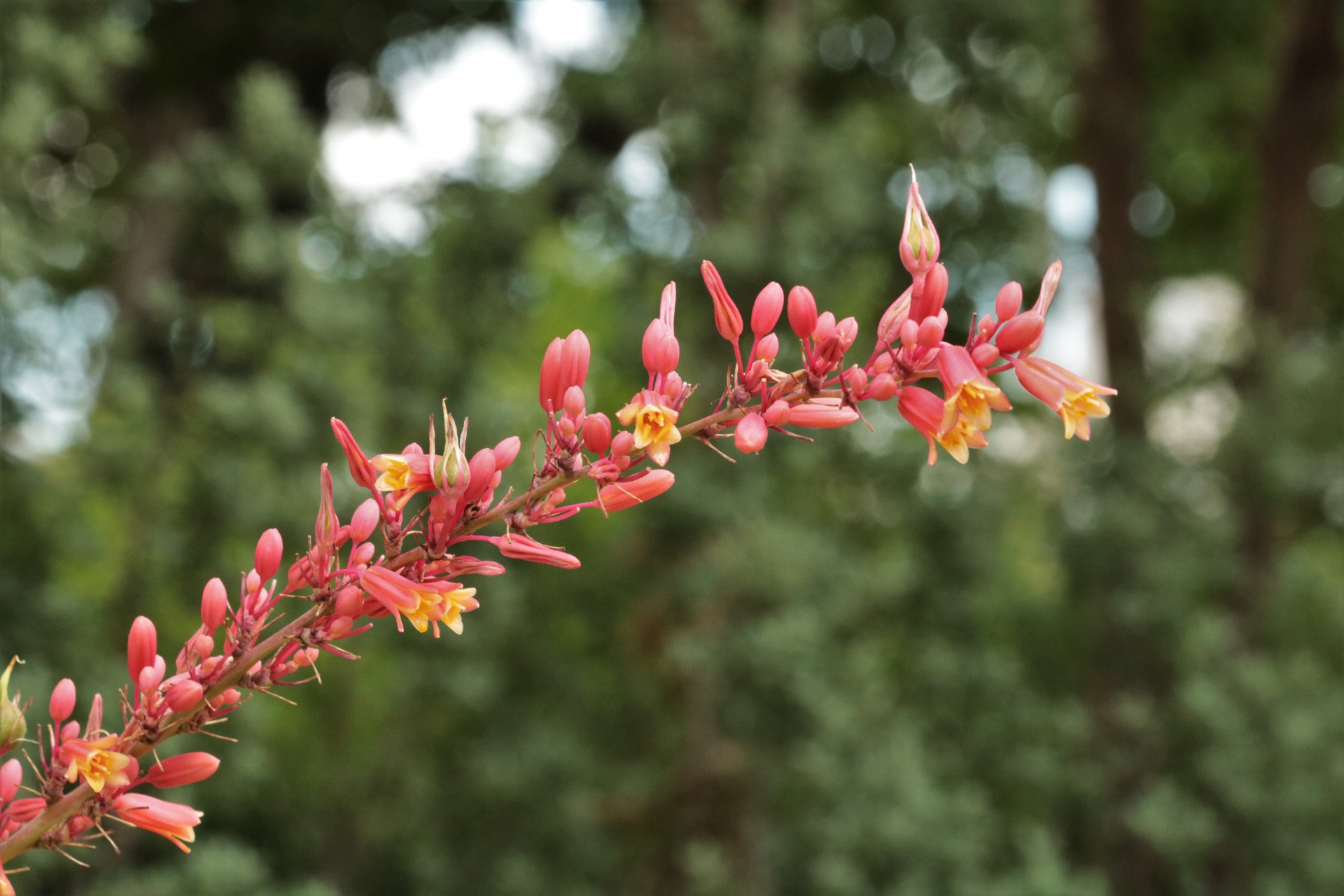 Close-up of the pink and yellow blooms on the stem of a red yucca plant, on a blurred green background.