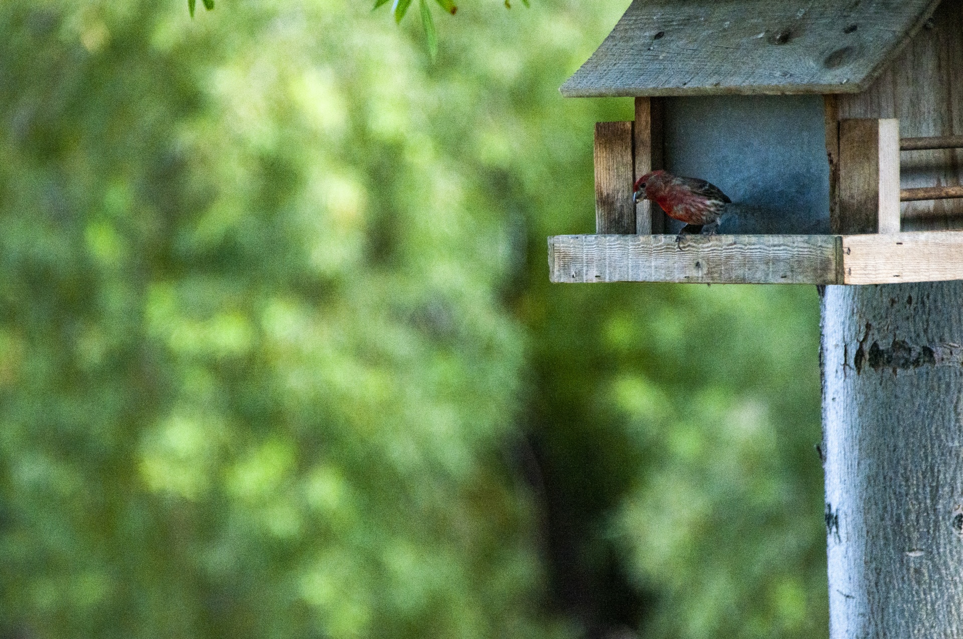 Robin In A Birdhouse