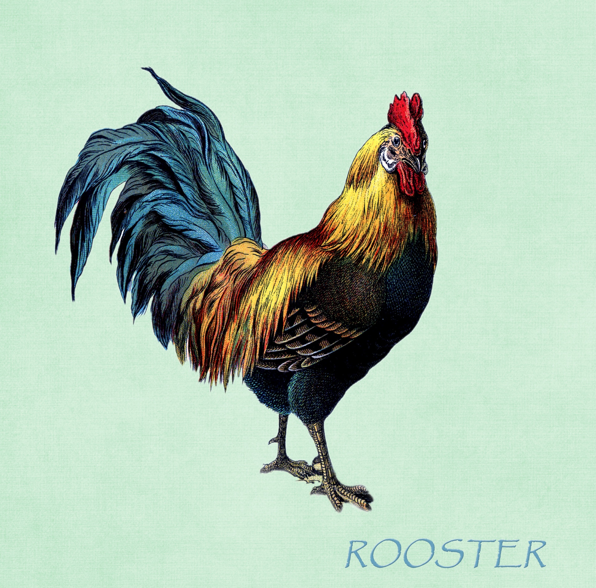 Rooster Vintage Illustration