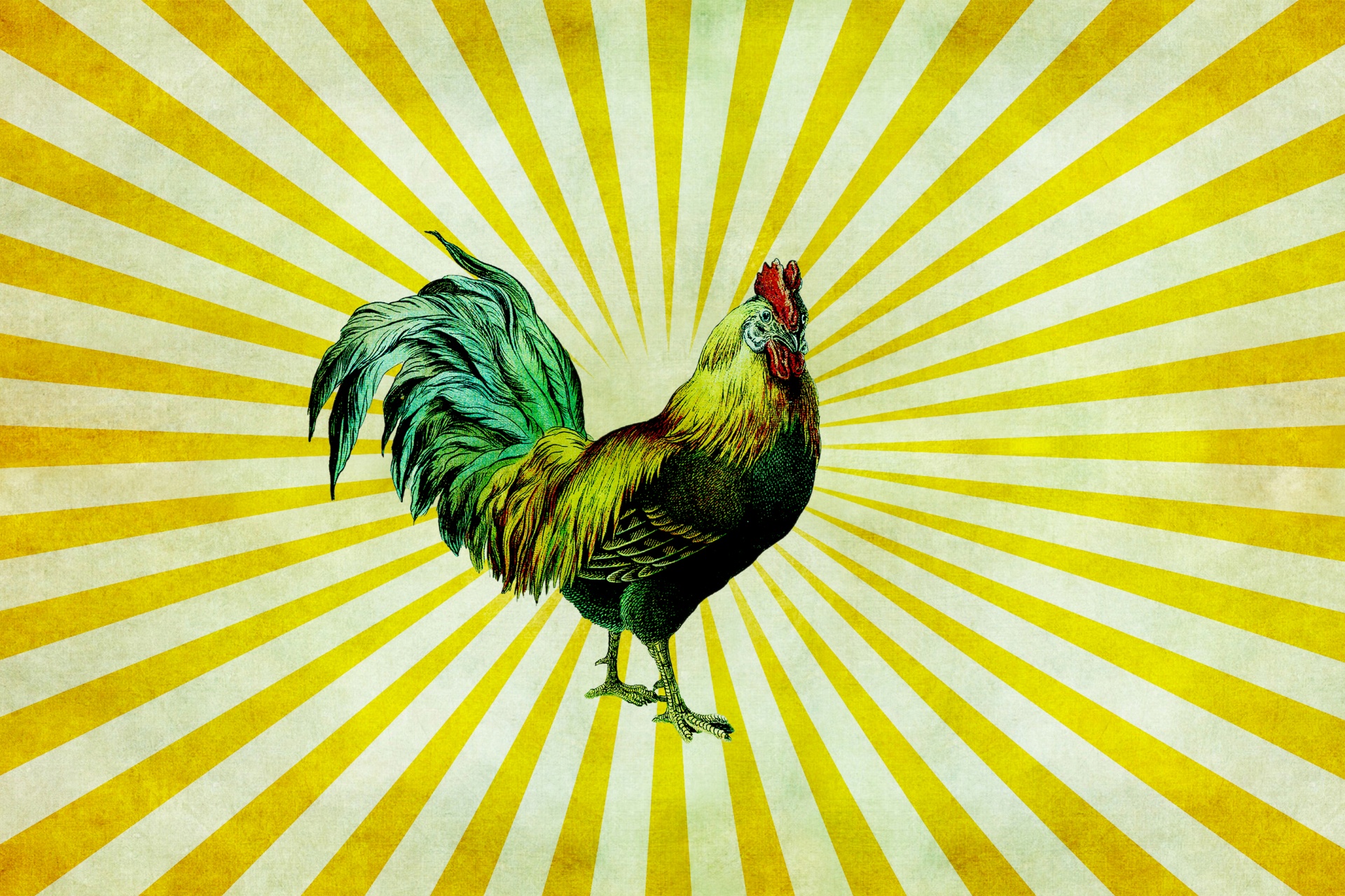 Vintage rooster on sunburst background wallpaper