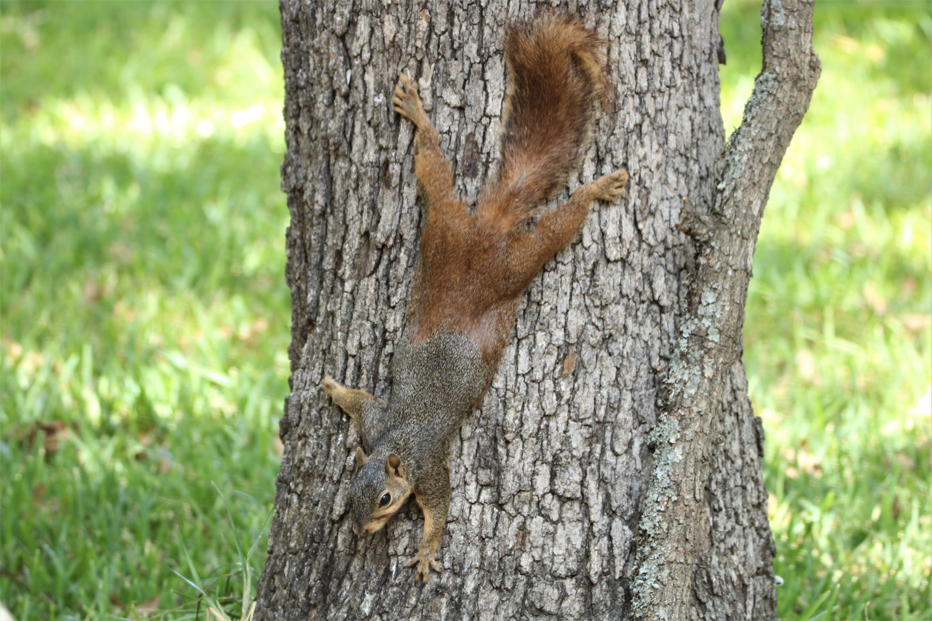 A cute little fox squirrel is stretched out, upside down, on the side of a tree with a green grass background.
