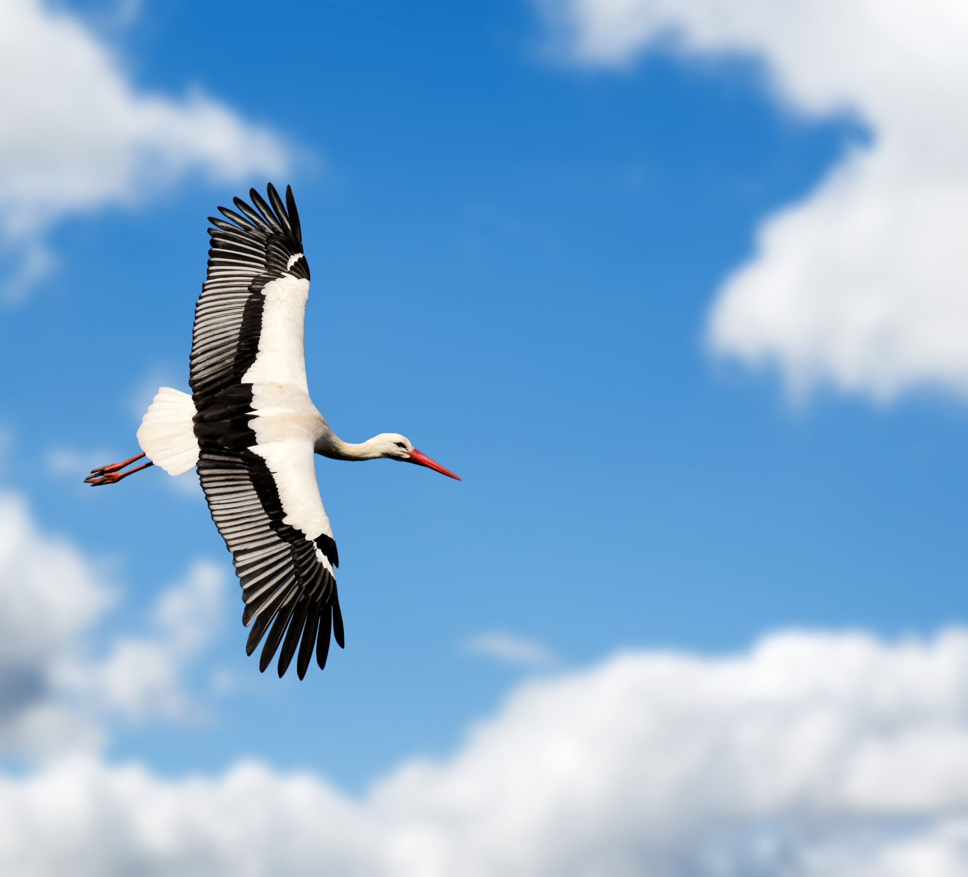 Stork flying high in the sky with wide spread wings