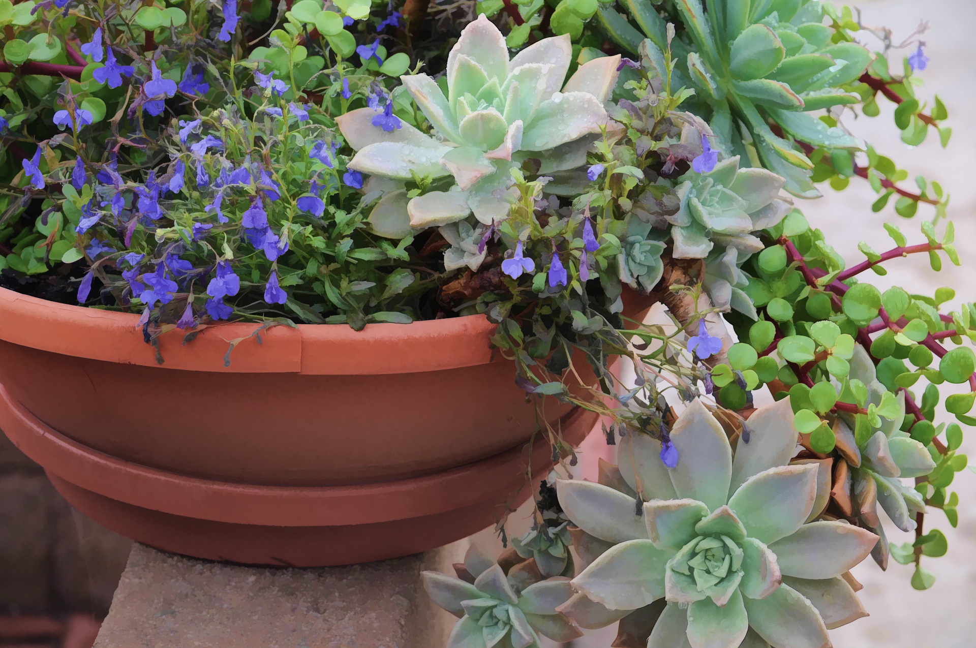 artistic touch applied to photo of a planter with succulents and tiny purple flowers freeimage, publicdomain, CC0