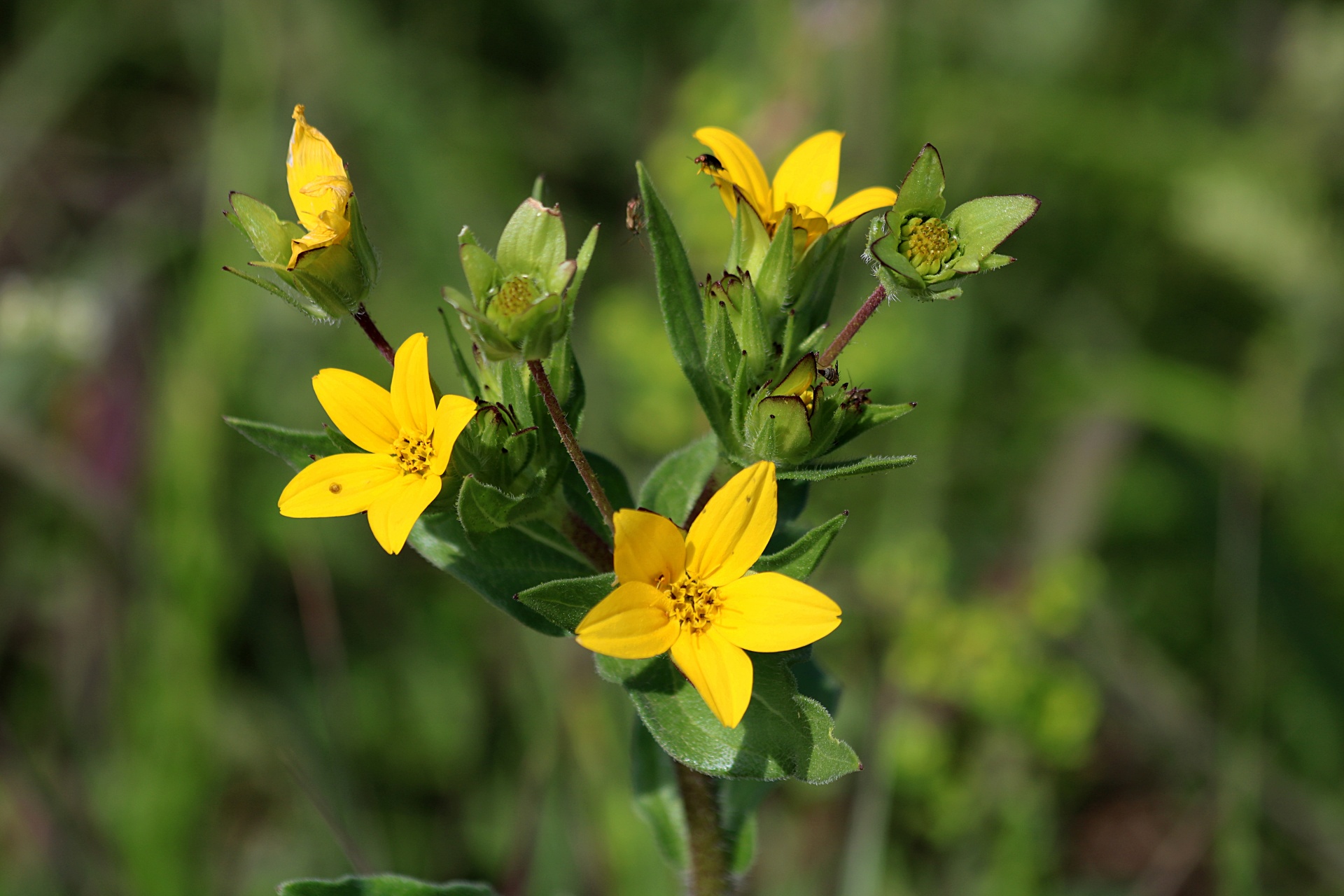 Texas Yellow Star Wildflowers 3