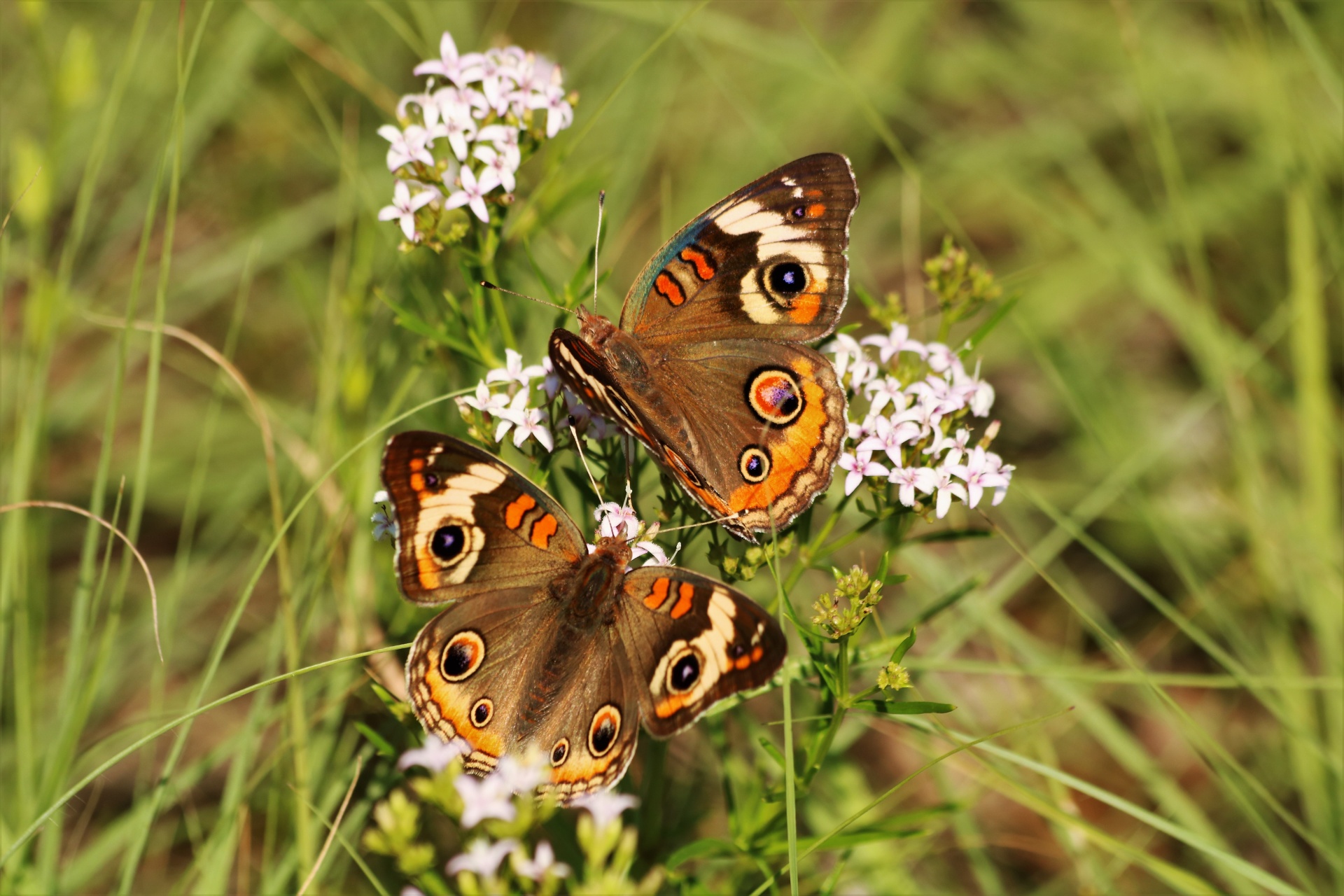 Two Common Buckeye Butterflies