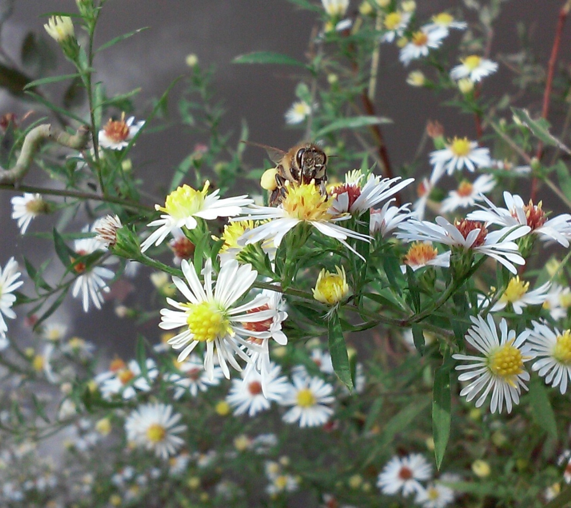 White Aster With Bee