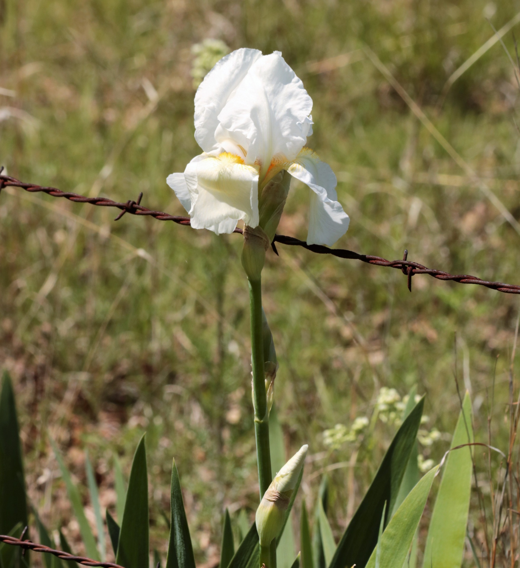 A beautiful white bearded iris stands tall against a barbed wire fence in a green Oklahoma country field.