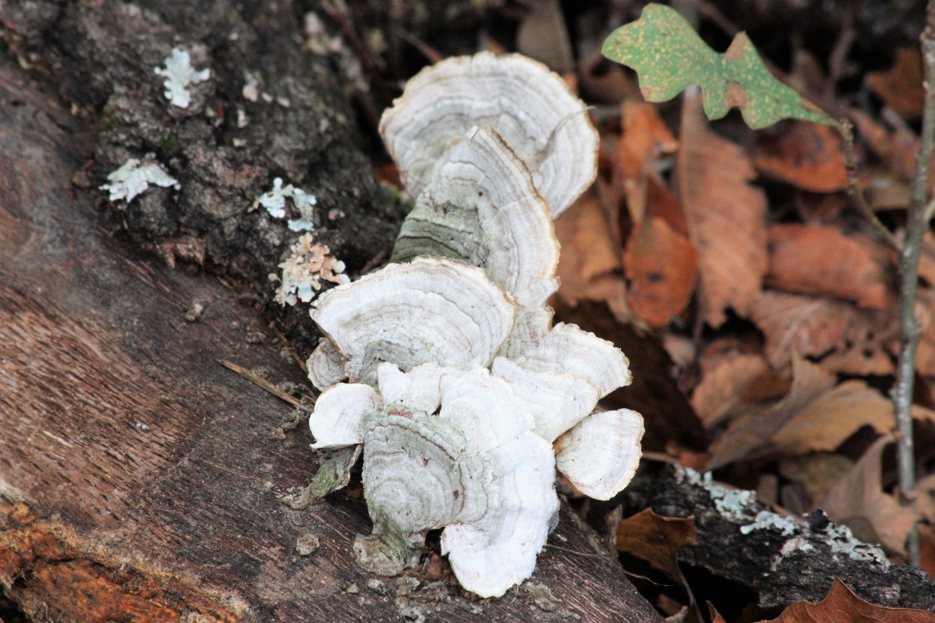 White Turkey Tail Bracket Fungus
