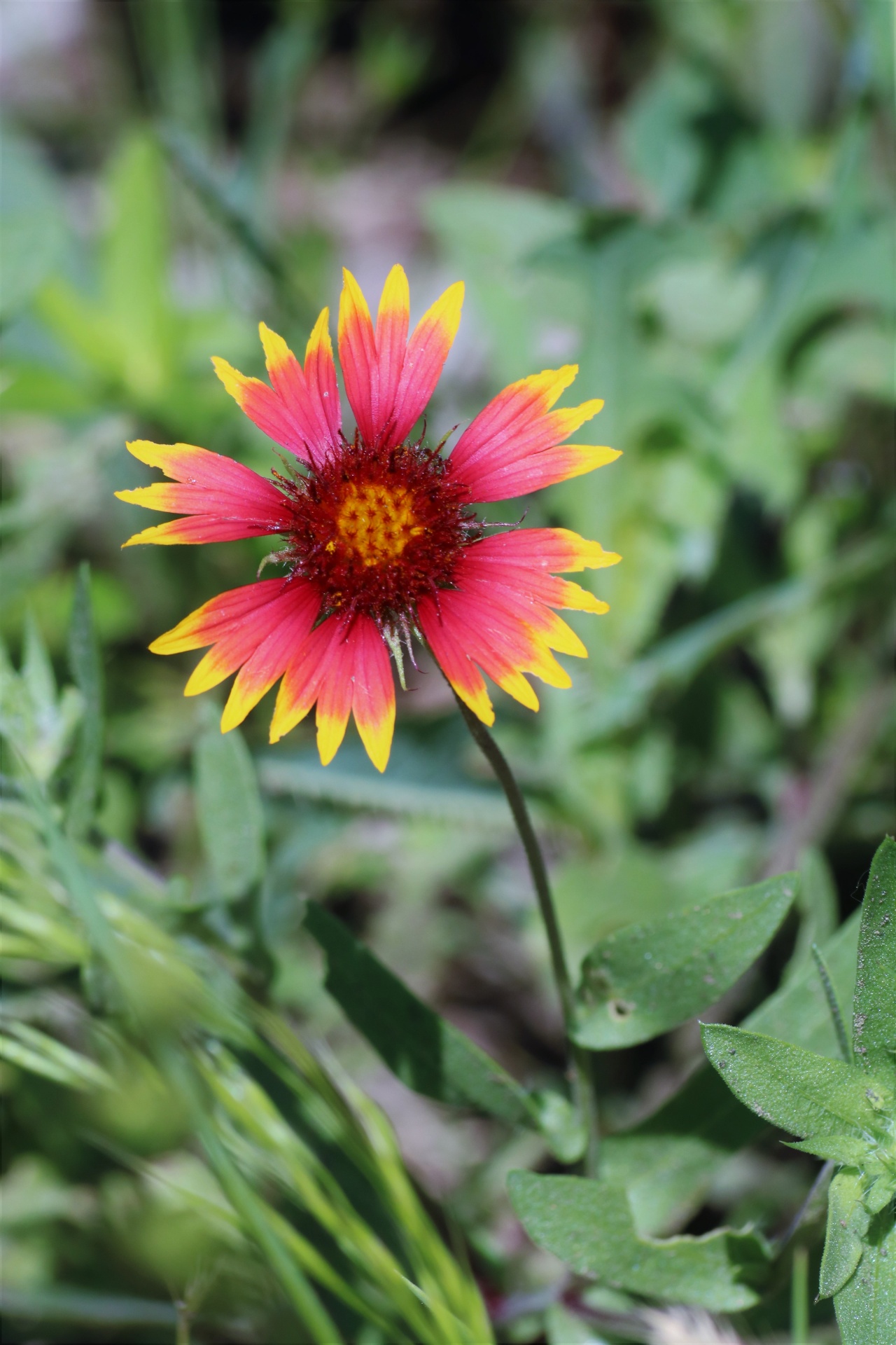 Close-up of a beautiful red and yellow Indian blanket flower growing wild in a green Oklahoma country field.