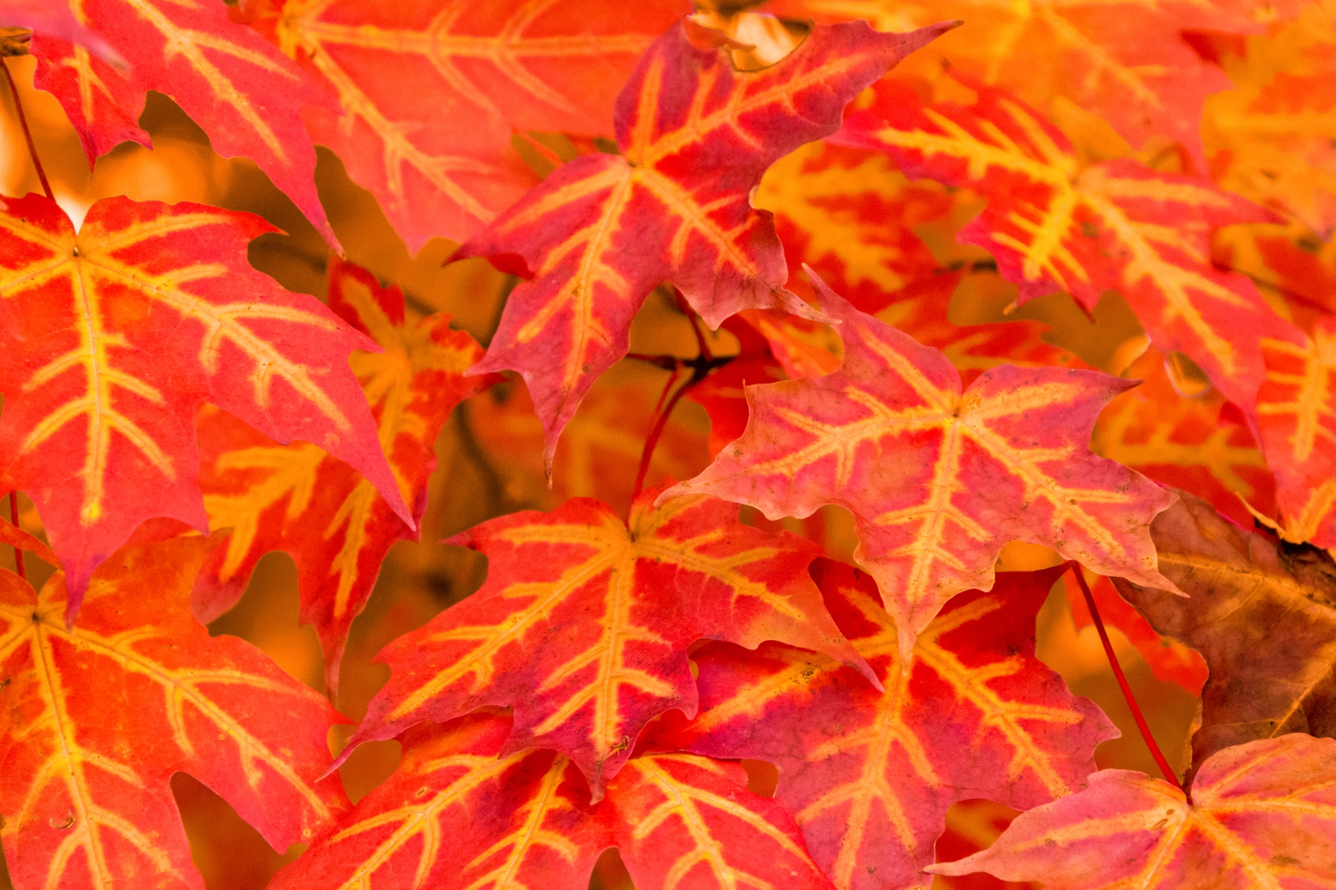 Yellow And Red Leaves