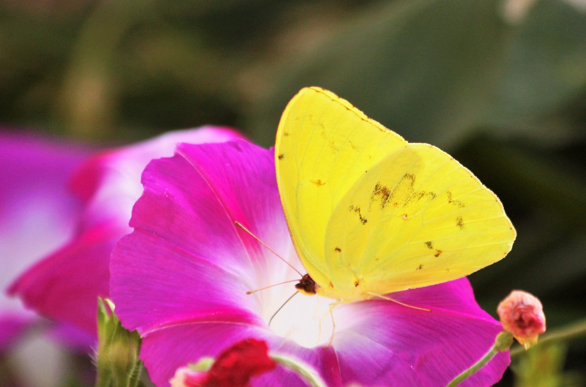 Yellow Butterfly On Purple Flower