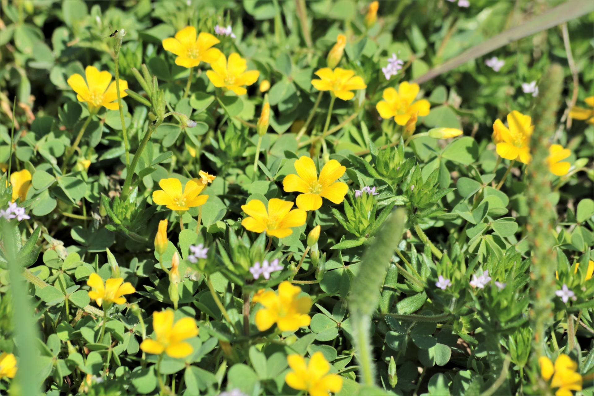 Close-up of bright yellow slender wood sorrel wildflowers, growing in an Oklahoma country field.