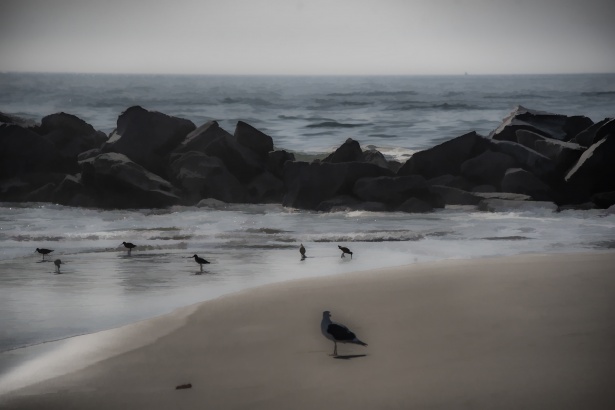 birds-on-the-beach-free-stock-photo-public-domain-pictures