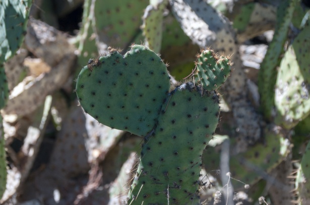 Kaktusy ve tvaru srdce Stock Fotka zdarma - Public Domain Pictures