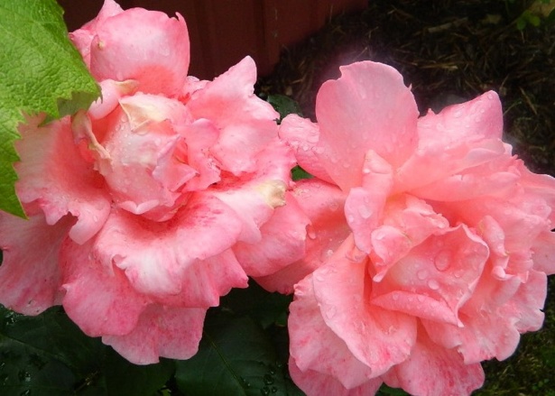 Pinke Blumen Kostenloses Stock Bild Public Domain Pictures