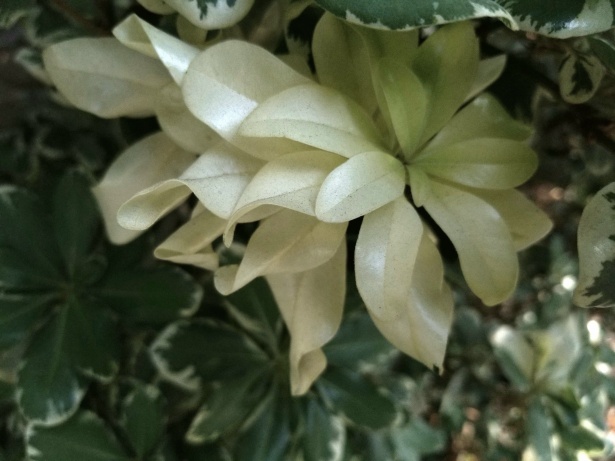 Sur oeste matraz Mandíbula de la muerte Hojas de plantas blancas Stock de Foto gratis - Public Domain Pictures