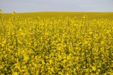 A Field Of Canola