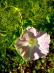 A Pretty Pink And White Flower