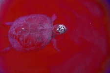 Abstract Turtle