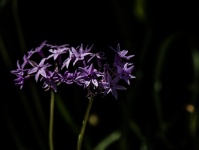 Agapanthus Purple Star