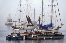 Anchored Sail Boats