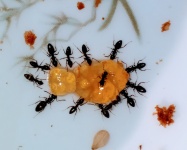 Ants And Orange Maramalade