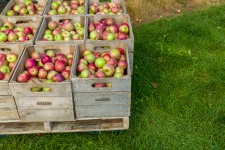 Apples In Boxes
