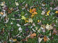 Autumn Leaves On Grass