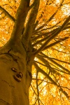 Autumn Tree Face
