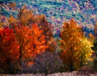 Autumn Trees And Mountains