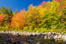 Autumn Trees By The River