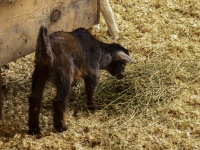 Baby Goat In Hay