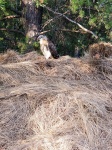 Baby Hawk On A Hay Bale