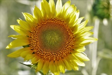 Backlit Sunflower Close-up