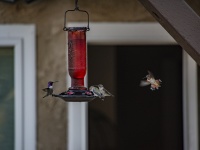 Backyard Hummingbirds Flying
