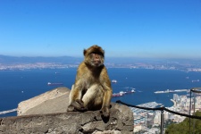 Barbary Ape At The Top Of Gibraltar