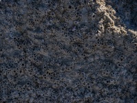 Barnacle Background Of Salt