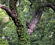 Barred Owl On Tree