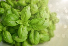 Basil, Wallpaper, Green, Herb, Food