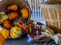 Basket Of Spilled Pumpkins