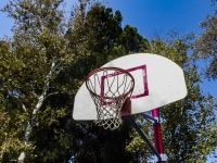 Basketball Hoop And Trees