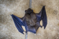 Bat Close-p