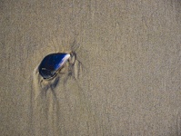 Beach Sand Surrounds Shell