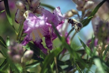 Bee Approaching Flower