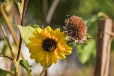 Bee On Sunflower